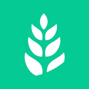 青麦